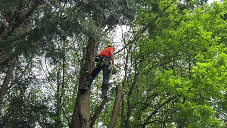 How Our Tree Care Process Works  in Junction, TX